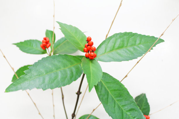 在日本装饰神圣的竹子(南天竹)在新的一年图片下载