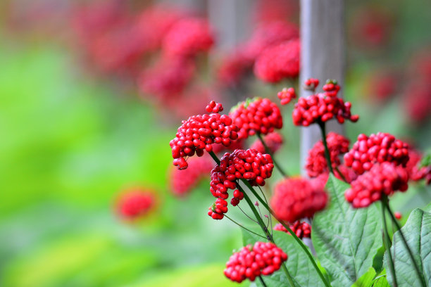 VD700人参种子图片下载