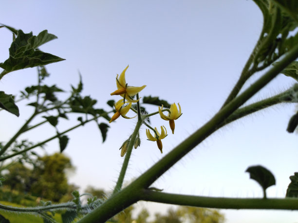 番茄植株黄色小花图片下载