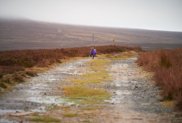 一只迷你狮子狗在一条土路上狂奔图片下载
