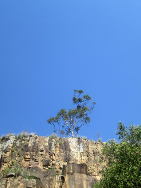 山顶上树图片下载