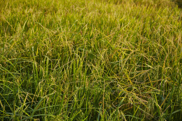 金色的稻花香背景图片下载