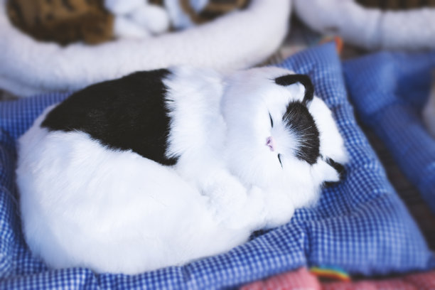 可爱的小猫在床上睡觉。图片下载