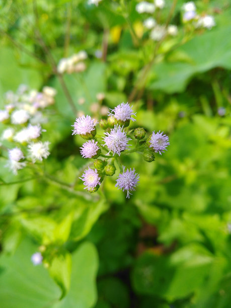 小的花图片下载