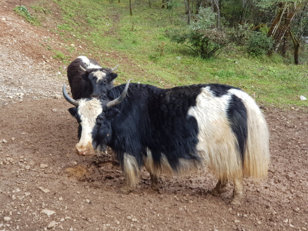 牦牛在路上，中国图片下载