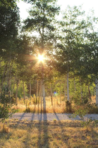 在怀俄明州埃文斯顿的白杨树在黄金时间图片下载