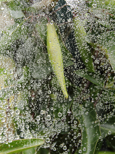蛛网上的露珠图片下载