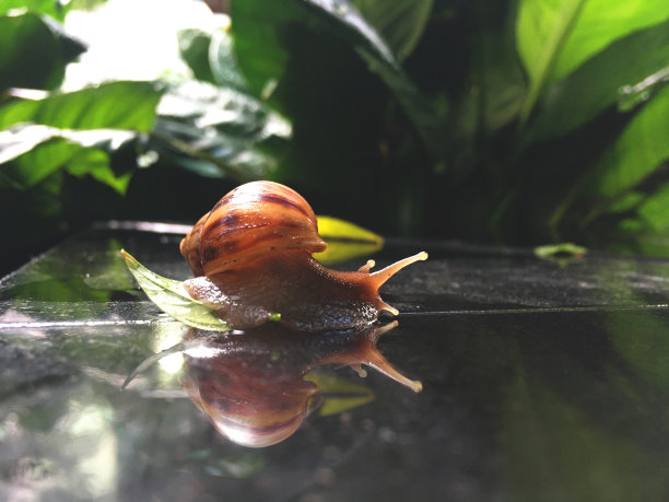 大自然中的蜗牛图片下载