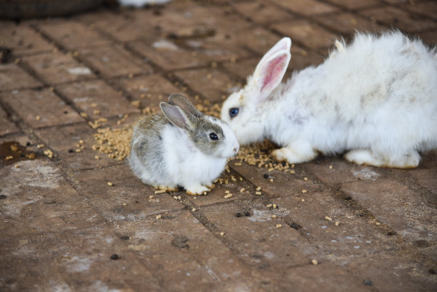 兔子在笼子里可以自由移动图片下载