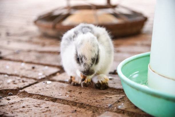 兔子在笼子里可以自由移动图片下载