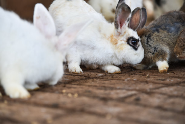 兔子在笼子里可以自由移动图片下载