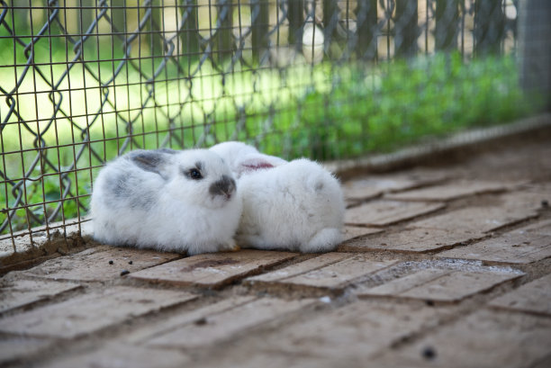 兔子在笼子里可以自由移动图片下载