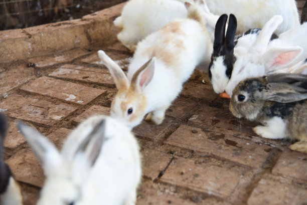 兔子在笼子里可以自由移动图片下载