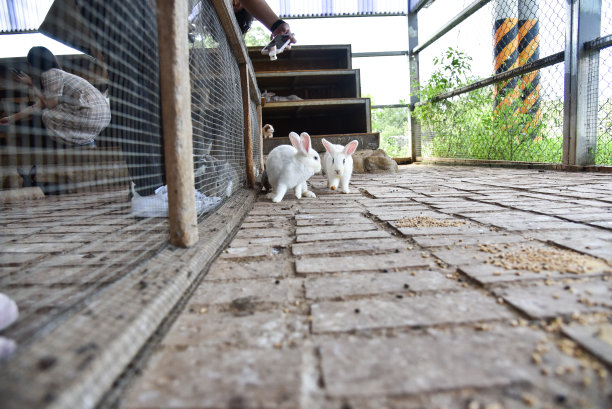 兔子在笼子里可以自由移动图片下载