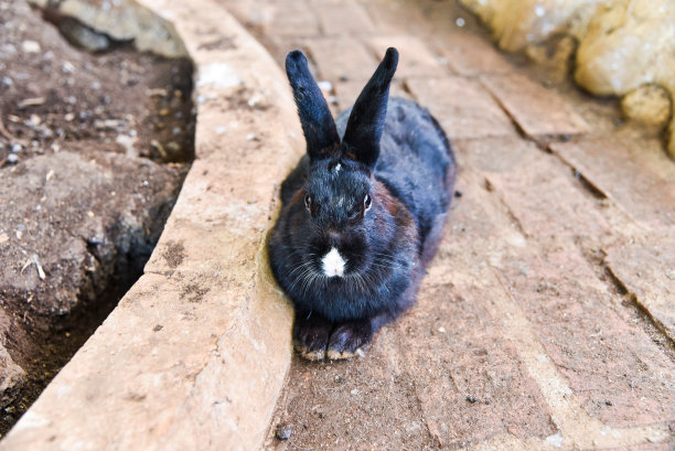 兔子在笼子里可以自由移动图片下载