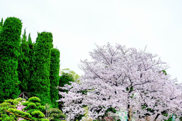 日本花园的樱花、青松和盆景树装饰在公共花园中，樱花盛开在柔和的粉红色与白色孤立的天空背景在日本。图片下载
