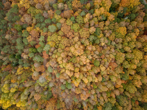 鸟瞰秋天的树木图片下载