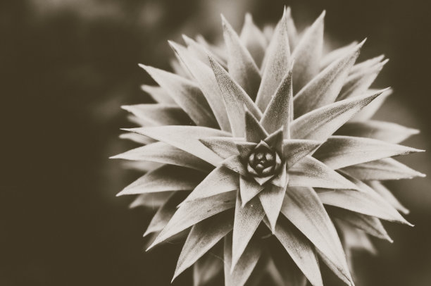 黑色和白色图片下载