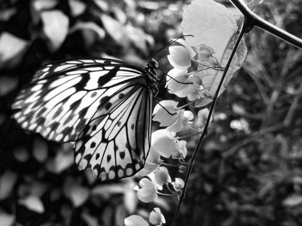 美丽的蝴蝶坐在花上图片下载