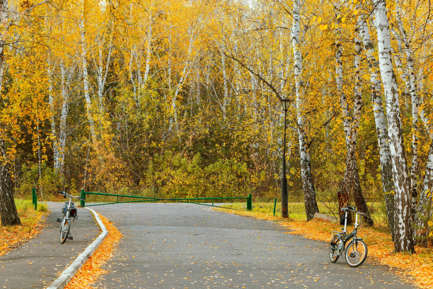 在秋天的森林里骑车。在美丽的桦树覆盖着秋天的黄叶之间骑自行车。图片下载