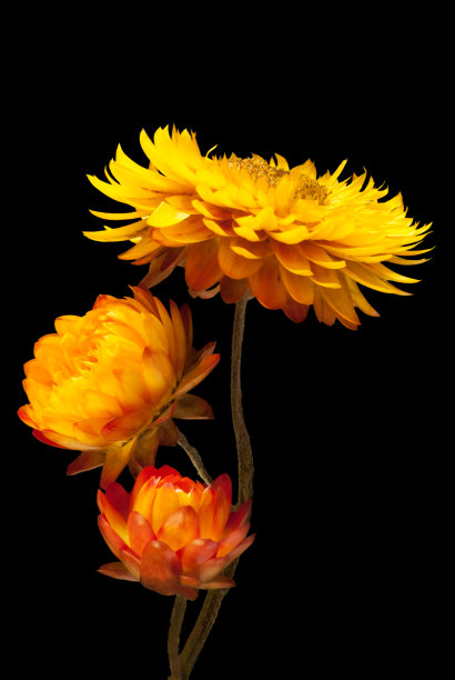 三干草黄草花图片下载