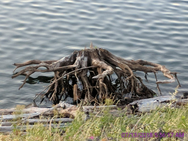 老树桩图片下载
