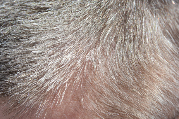 男性头部，剪短的灰色头发图片下载