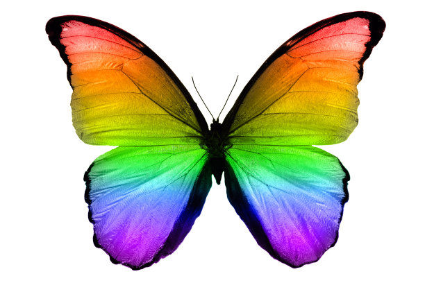 美丽的多色蝴蝶孤立在白色背景图片下载