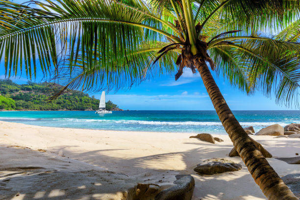 天堂般的海滩，棕榈和一艘帆船在绿松石海图片下载