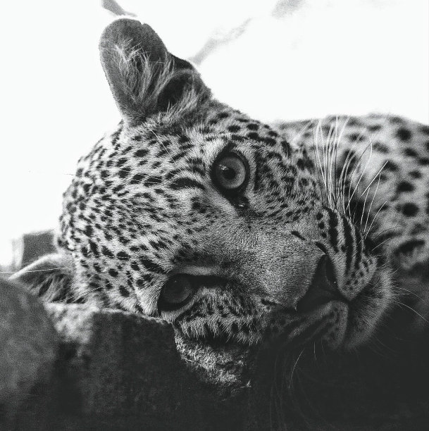 近距离观察年轻的雄性豹图片下载