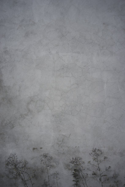 有植物的灰色裂缝墙图片下载