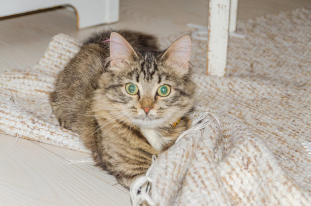 猫躺在地板上，把腿藏在地毯下，冷死了图片下载