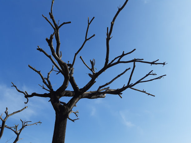 无叶的图片下载