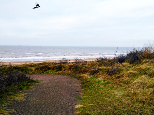 被风吹的图片下载