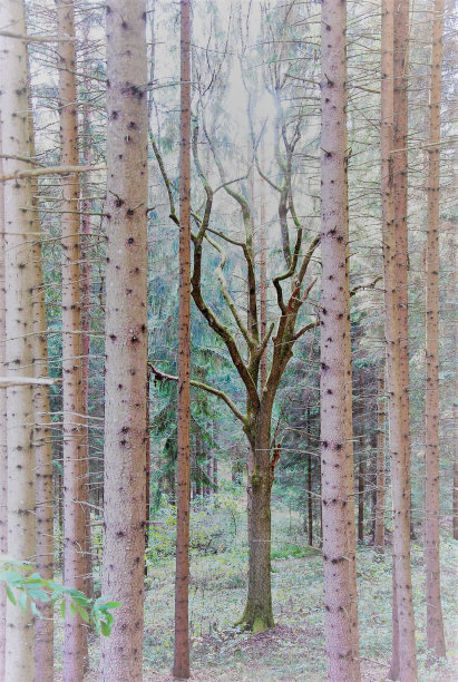 默琴瓦尔德图片下载