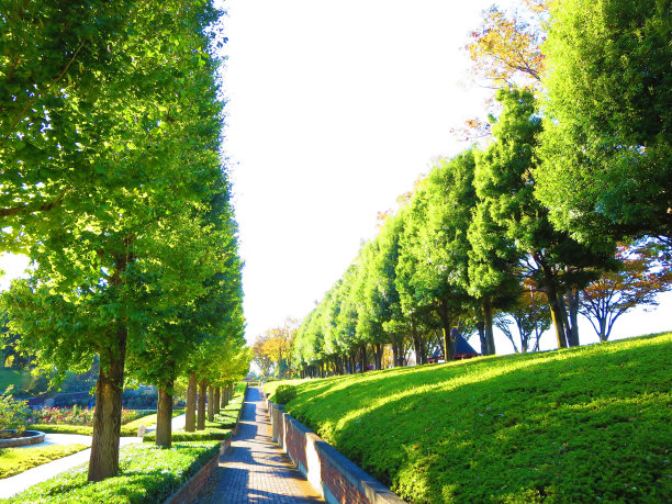 漫步在绿色图片下载