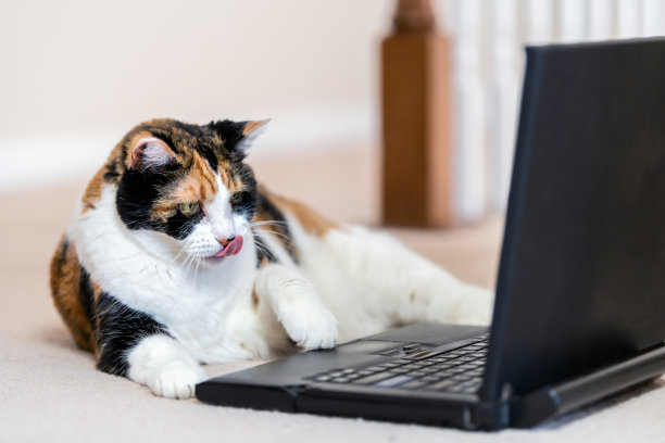 白花猫的特写，好奇，看着笔记本，笔记本，电脑，电脑屏幕，搞笑，在家里，房子房间的地毯地板上，触摸鼠标，触摸板，舔舌头图片下载