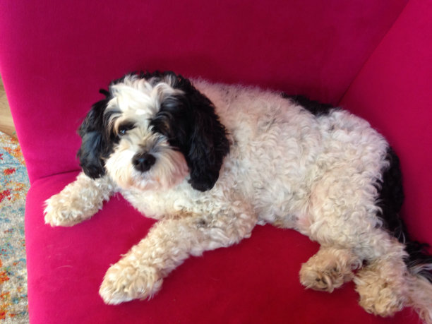 洋红色沙发上的小狗图片下载