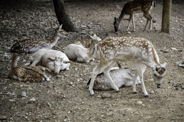 农场里的野鹿图片下载