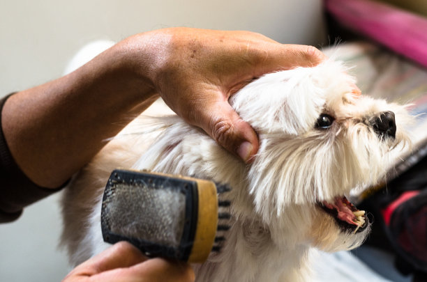 一个男人在给他的小狗刷毛图片下载