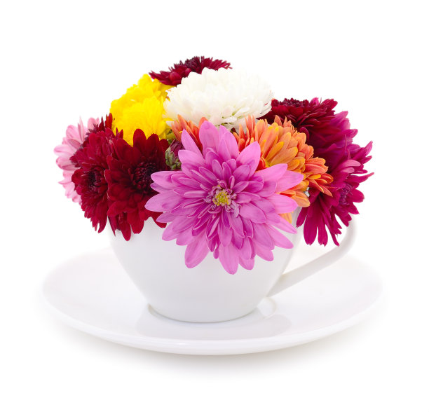 菊花的花图片下载