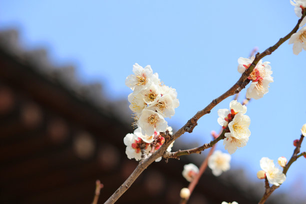 日本梅花在早春开花图片下载