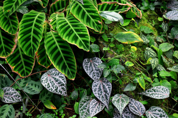形状奇特的热带植物图片下载