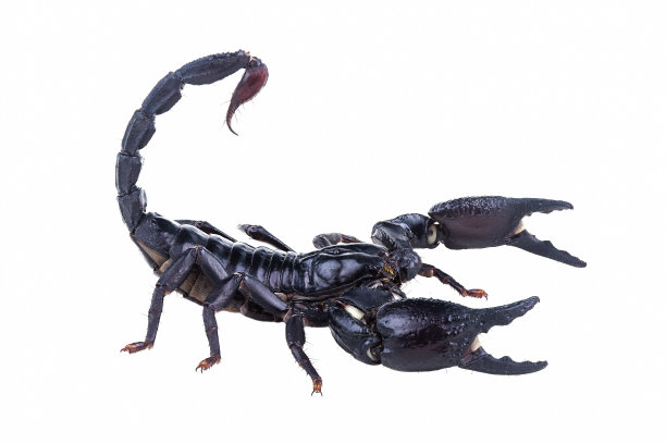 天蝎皇帝，潘迪努斯皇帝，白色背景。图片下载