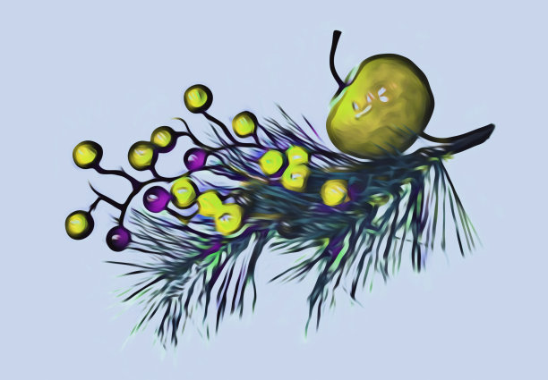 用冷杉枝作圣诞装饰。图片下载
