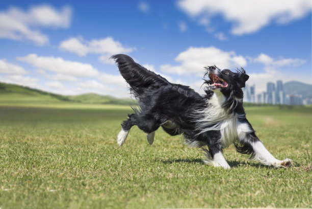 边境牧羊犬图片下载