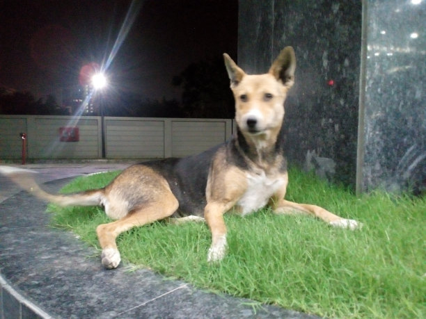 印度犬图片下载