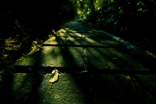 概念自然形象的落叶在人行道上图片下载