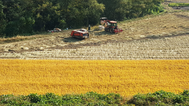 收割水稻图片下载