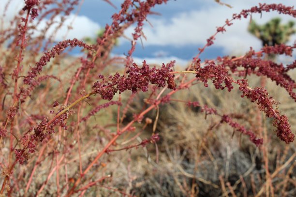 乔舒亚树国家公园重点景观图片下载